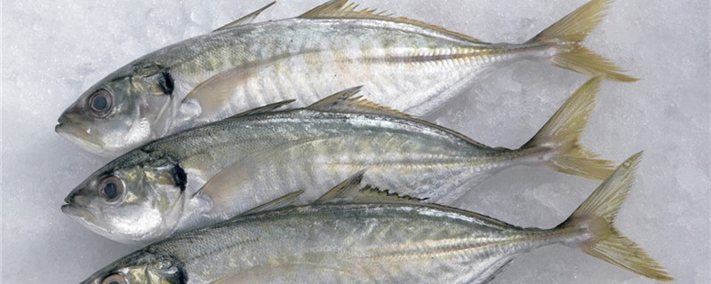 鱼吃什么食物 鱼吃什么食物家里蔬菜