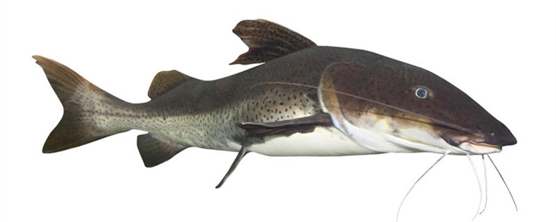 黔鱼和鲶鱼的区别（黔鱼和鲶鱼的区别图片）