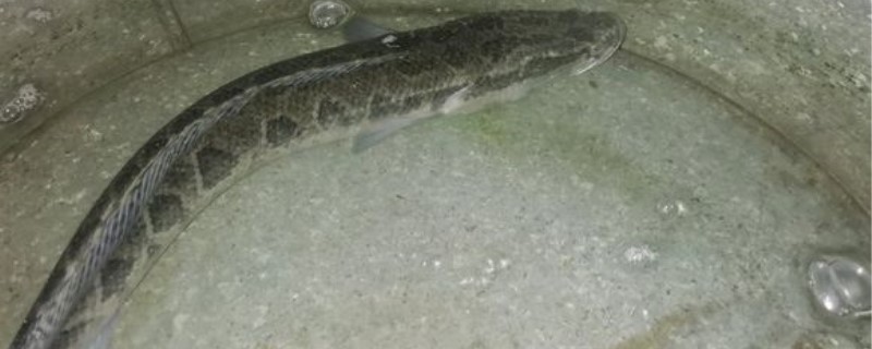 黑鱼冬天还吃食吗 黑鱼冬天需要喂食吗