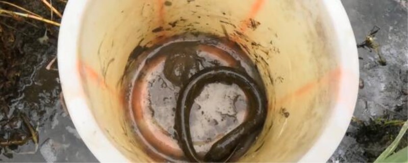 蛇鳝和黄鳝的区别 蛇鳝和黄鳝的区别谁贵谁便宜?