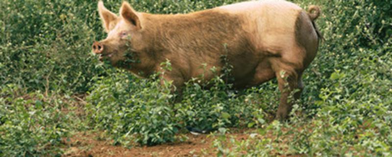 母猪一年产几窝崽(母猪一年产几窝崽最多能产几个)