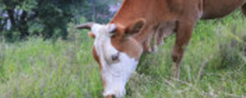 成年牛一般多少斤 成年牛多少公斤