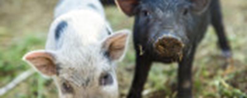 青霉素怎么给母猪清宫（青霉素可以给母猪清宫吗）