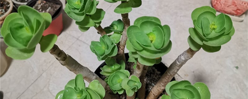 金钱木种植方法和时间 种植金钱木有什么讲究