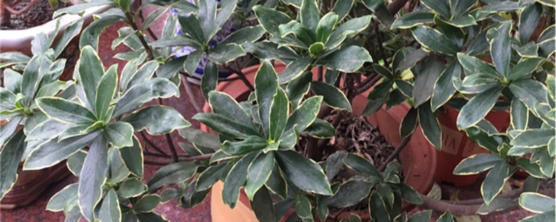 金边瑞香种植方法和时间（金边瑞香适合什么时候移栽）