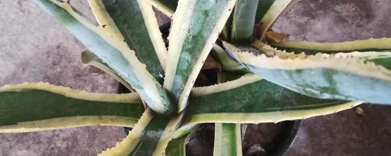 金边龙舌兰种植方法和时间（金边龙舌兰的养殖方法和注意事项）