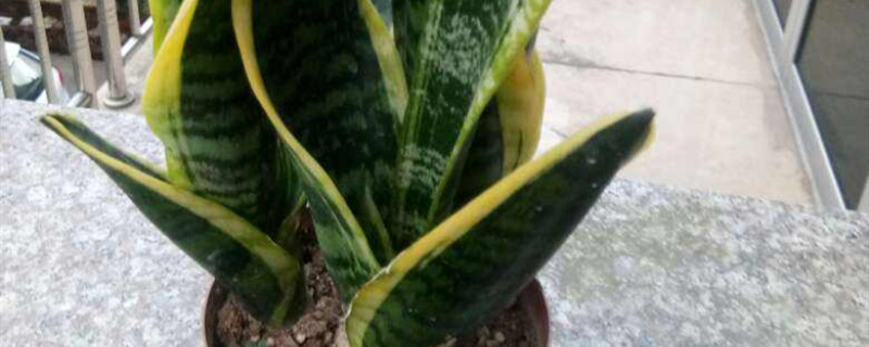 金边虎皮兰种植方法和时间 金边虎皮兰怎么栽