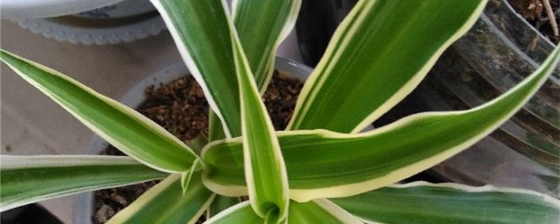 金边吊兰种植方法和时间 金边吊兰什么时候移栽