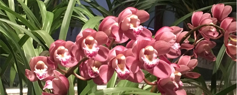 蕙兰种植方法和时间 蕙兰的种植方法