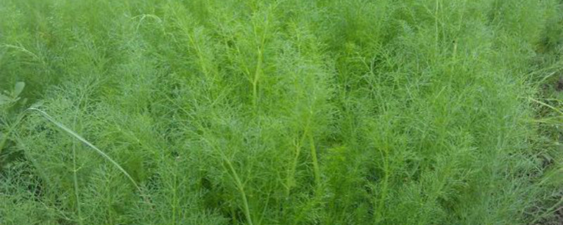 茴香种植方法和时间（小茴香的种植时间和方法）