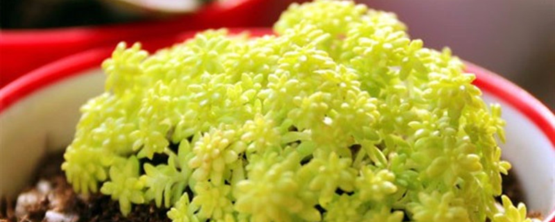 黄金万年草种植方法和时间（黄金万年草养殖方法）