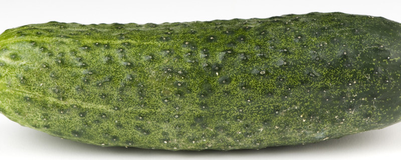 黄瓜种植方法和时间（山东黄瓜种植方法和时间）