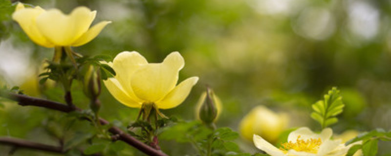 黄刺玫种植方法和时间 黄刺玫盆栽