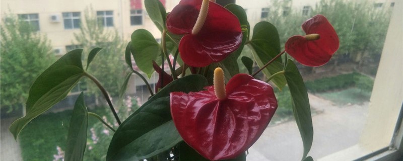 花烛种植方法和时间 植物花烛怎么养