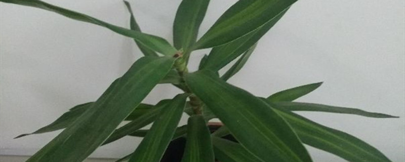 观音竹种植方法和时间(观音竹种植方法和注意事项)