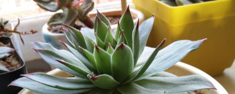 观音莲种植方法和时间（观音莲的养殖方法和注意事项夏天）