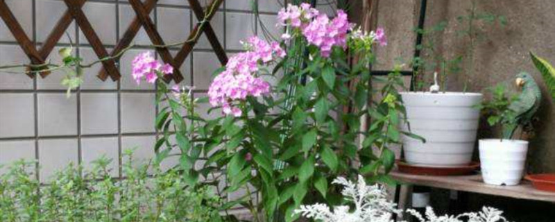 福禄考种植方法和时间 福禄考的种植方法和时间