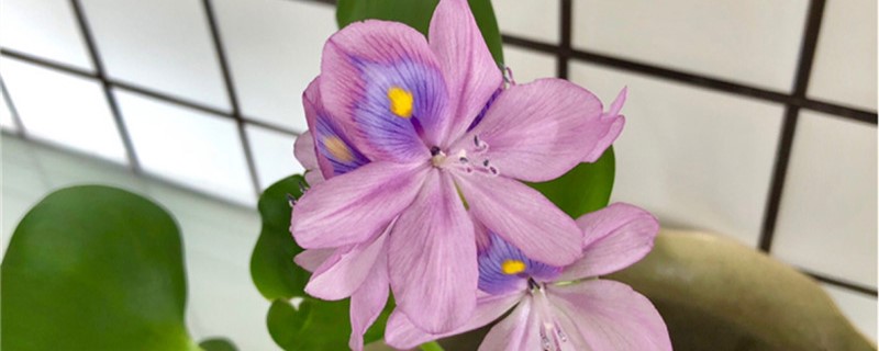 凤眼蓝种植方法和时间 兰花的养殖方法