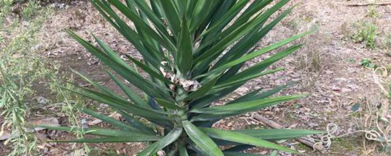 凤尾兰种植方法和时间 凤尾兰什么时候移栽