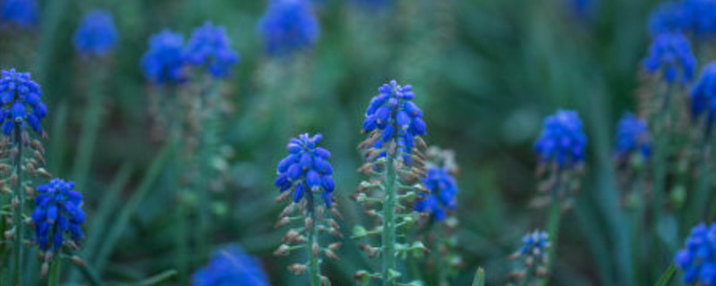 风信子种植方法和时间（风信子的种植季节和栽培方法）