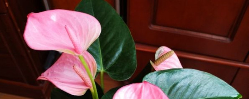 粉掌种植方法和时间 盆栽粉掌的养殖方法