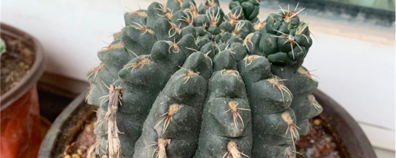 绯花玉种植方法和时间 绯花玉的养殖方法和注意事项