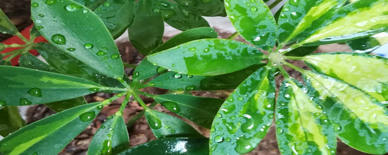 鹅掌柴种植方法和时间（鹅掌柴的养殖方法介绍）