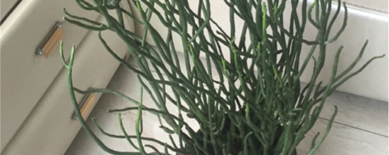 光棍树种植方法和时间 光棍树的种植方法