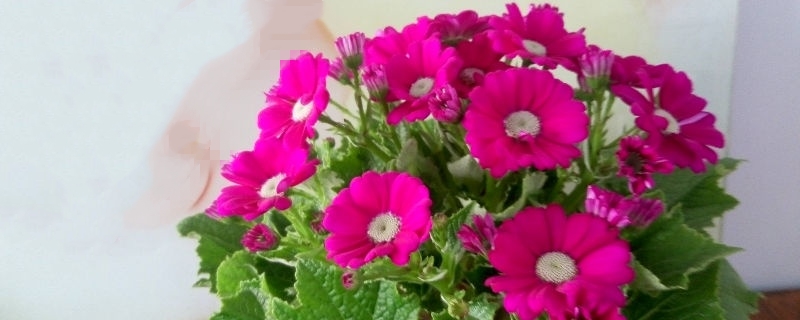 瓜叶菊种植方法和时间(瓜叶菊的种植时间)