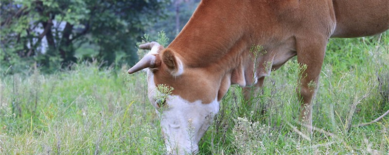 新生牛犊不吃奶都是什么原因呢（新生牛犊不爱吃奶是什么原因）