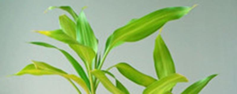 代森锰锌的功效与作用（吡唑醚菌酯代森锰锌的功效与作用）