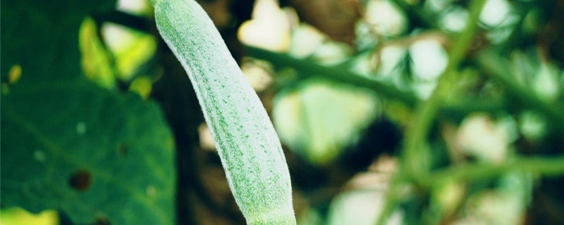 丝瓜不催芽几天能出来（丝瓜催芽后几天会出苗）