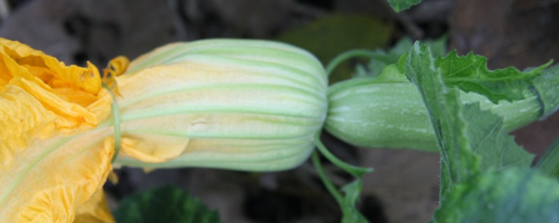 丝瓜种子催芽方法 丝瓜种子的催芽方法