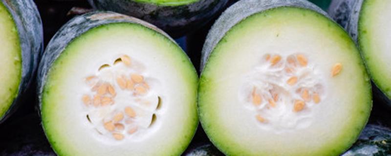 冬瓜叶子发黄怎么回事 冬瓜叶子发黄是什么原因