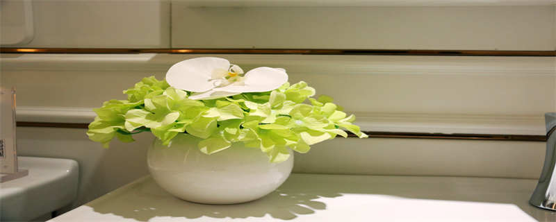 君子兰移植栽培方法（君子兰的栽植方法）