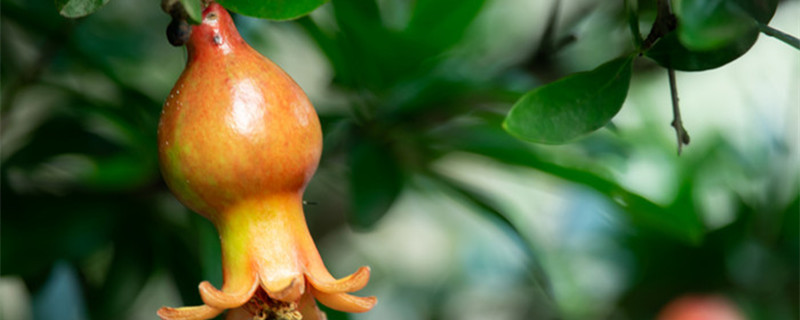 盆栽石榴树怎样修剪 盆栽石榴树怎样修剪图