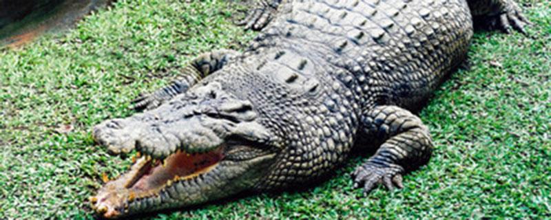 鳄鱼养殖需要什么条件 养鳄鱼需要什么自然条件