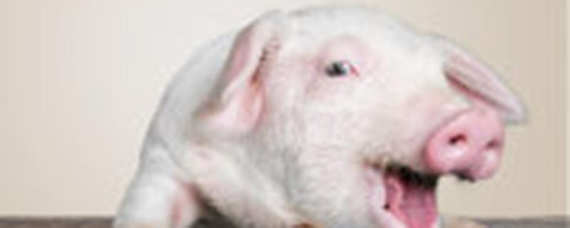 母猪过产期最晚过几天 母猪生产期最晚几天