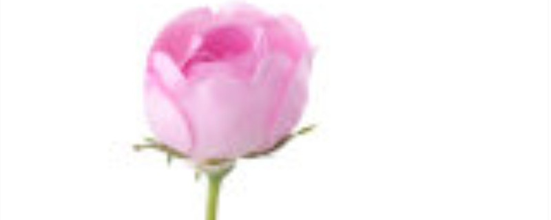 伊芙月季种植注意事项(伊芙月季盆栽)