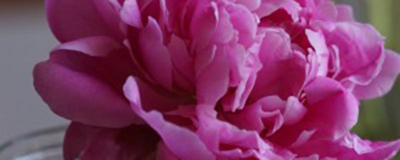 芍药施复合肥可以吗 芍药花可以施复合肥吗