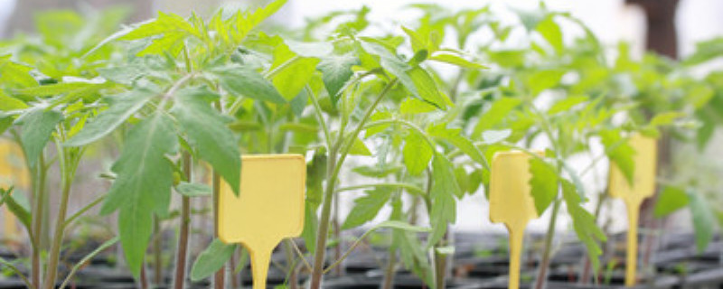 网购草莓苗要怎么缓苗（刚买来的草莓苗怎么缓苗）
