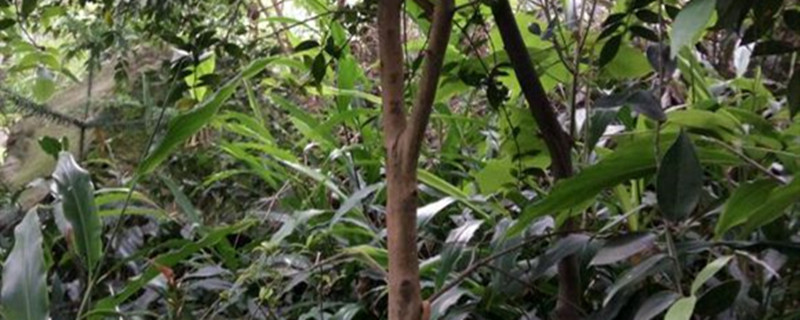 油茶树可以施复合肥吗（油茶树施什么复合肥）