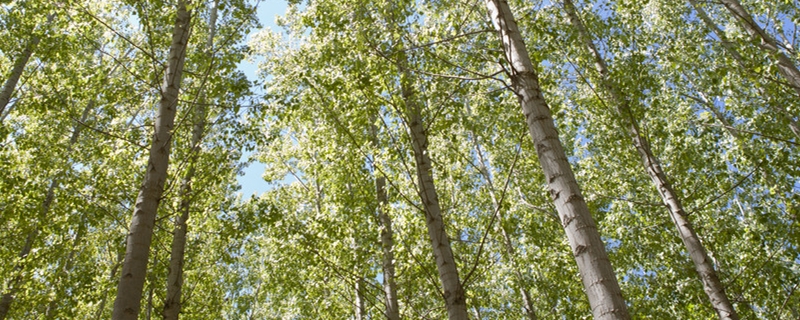 杨树苗怎么栽成活率高（杨树移栽成活率）