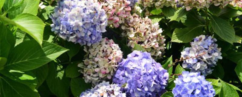 绣球肥害的表现 绣球花肥害的表现