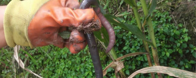 蚯蚓可以长期喂鸡吗 蚯蚓能不能喂鸡