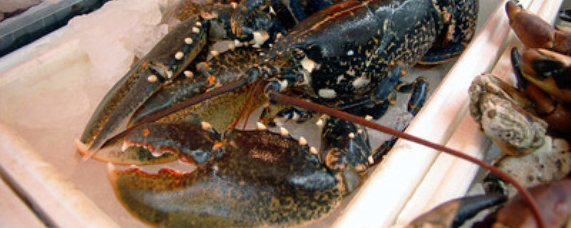 龙虾的养殖方法 小龙虾怎样养殖小龙虾的养殖方法