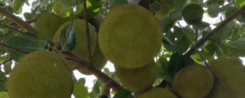 树菠萝种植后要多久才可以结果(菠萝栽种后何时才能结果)