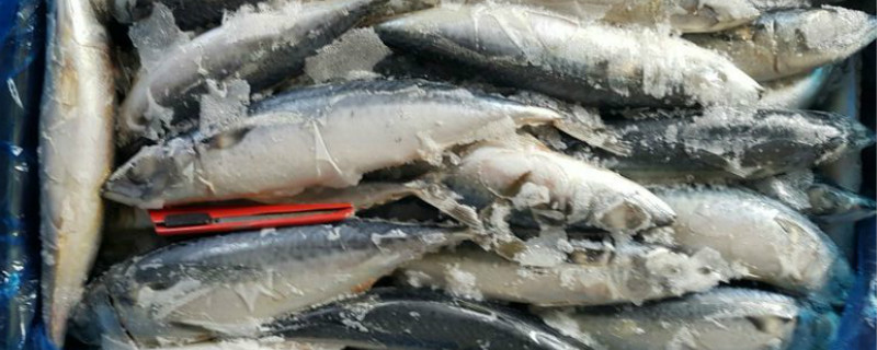 鲅鱼能养殖吗（鲅鱼能人工养殖吗）