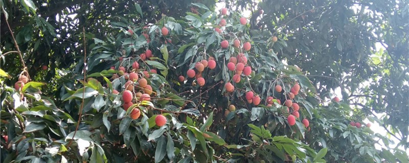荔枝树种植气温要求 荔枝树生长的气候条件