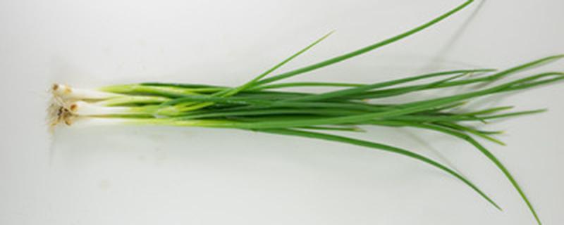 大葱根可以种植吗（小葱根可以种植吗）